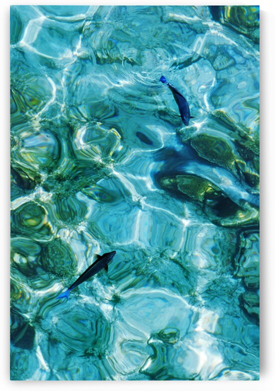 Fishes in the clear blue water by Jenny Rainbow