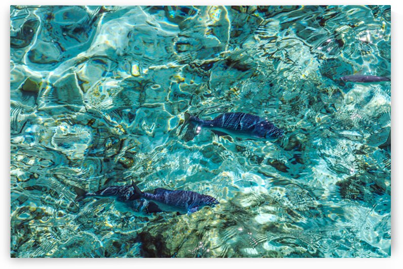 Fishes in the Clear Water. Maldives by Jenny Rainbow