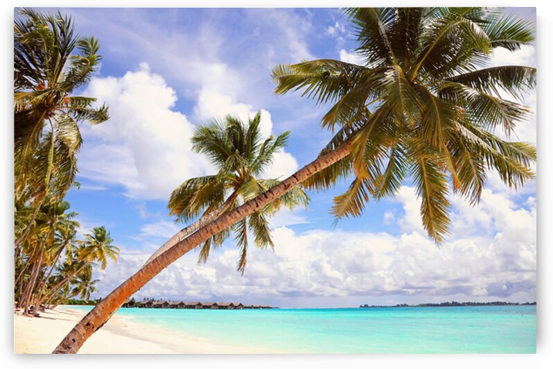 Whispering Palms. Maldives by Jenny Rainbow