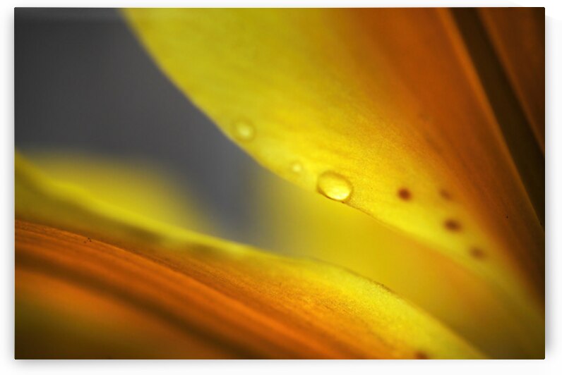 Enlightenment. Lily Macro by Jenny Rainbow