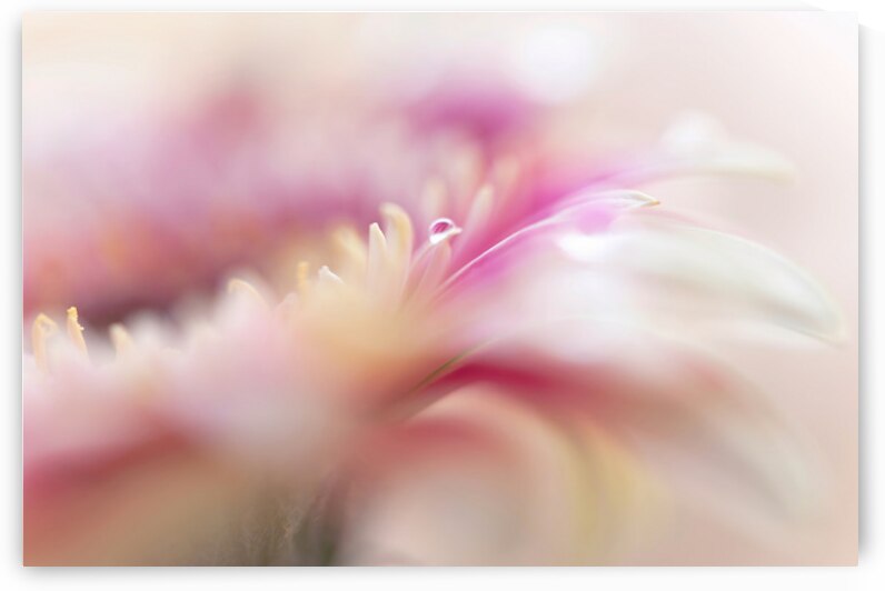 To Live in Dream. Macro Gerbera by Jenny Rainbow