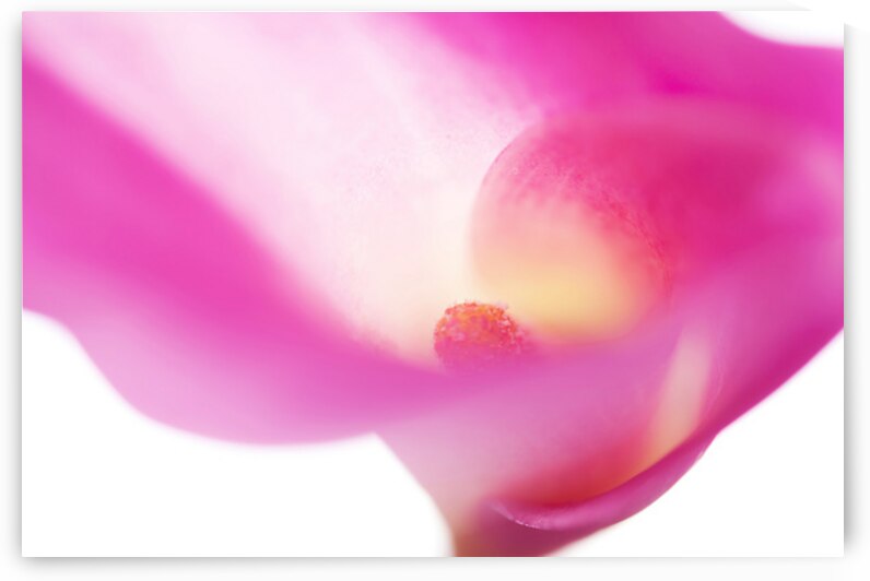 Passion for Flowers. Pink Veil by Jenny Rainbow