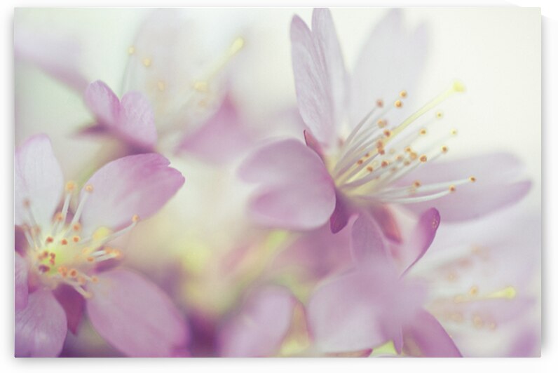 Soft Pastels of Sakura Blossom by Jenny Rainbow