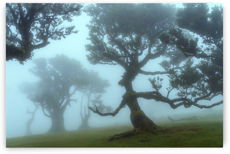 The Valley of Lost Souls - Queen of Ents by Jenny Rainbow