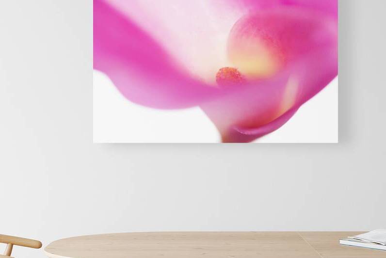 Passion for Flowers. Pink Veil by Jenny Rainbow