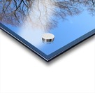 blue sky tree Acrylic print