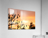 red sky Acrylic Print