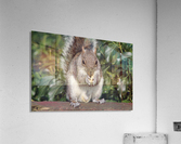 nutty friend Acrylic Print