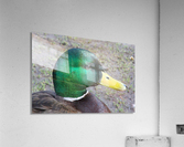 quack quack Acrylic Print
