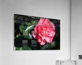 pink flower Acrylic Print