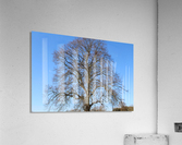 blue sky tree Acrylic Print