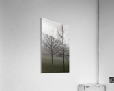trees in fog Acrylic Print