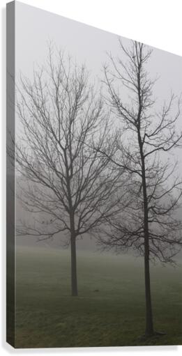 trees in fog Canvas Print