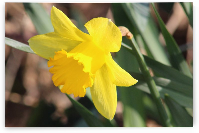morning sunshine by sarah fairest