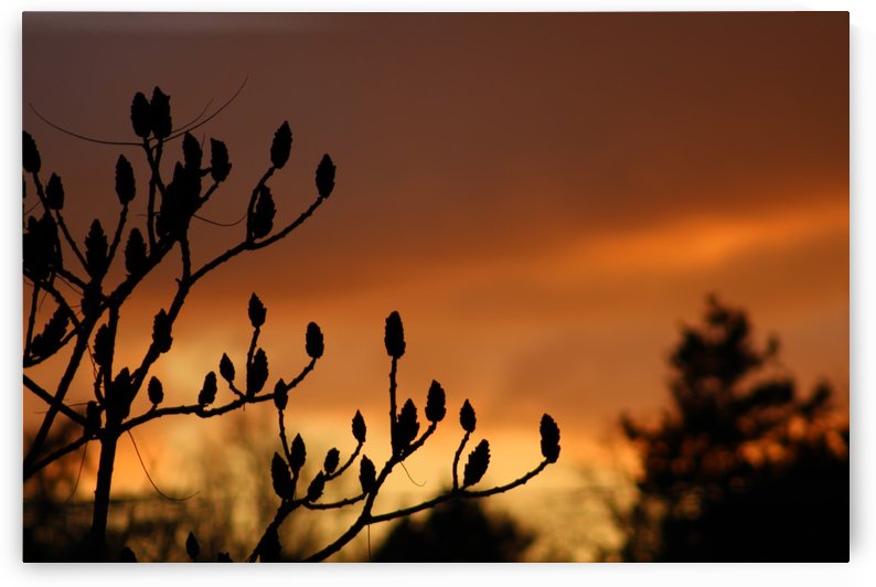 deep red sky by sarah fairest