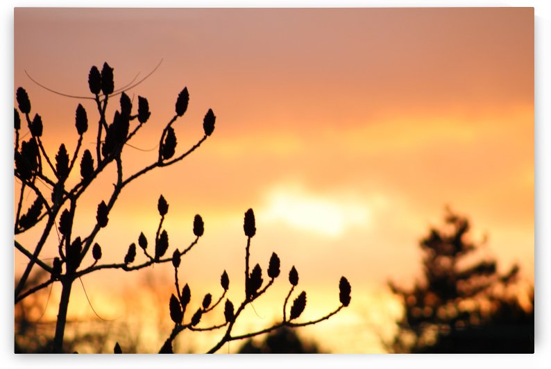 red sky by sarah fairest