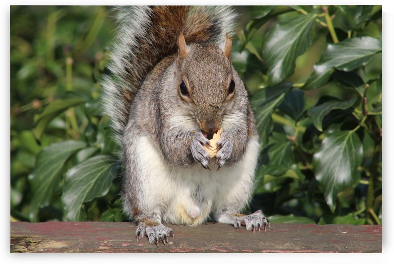 nutty friend by sarah fairest