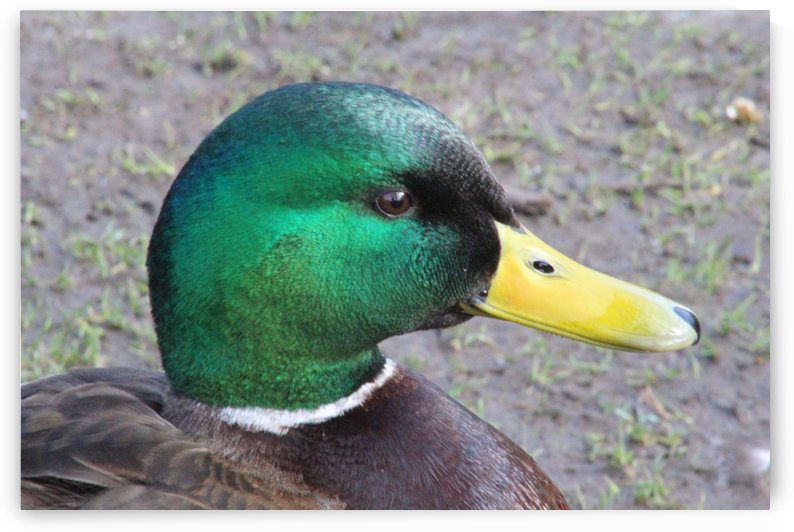 quack quack by sarah fairest