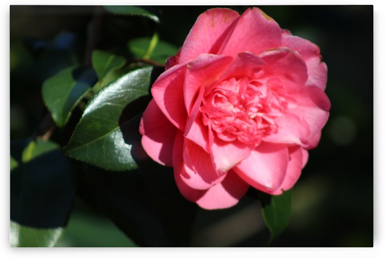 pink flower by sarah fairest