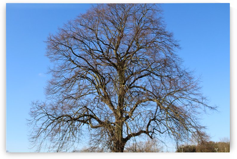 blue sky tree by sarah fairest