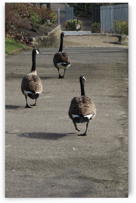 follow the leader by sarah fairest