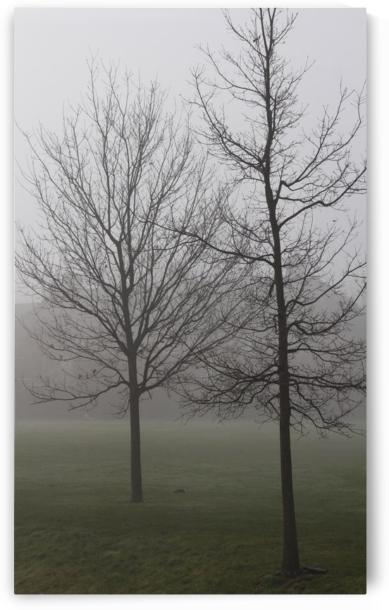 trees in fog by sarah fairest