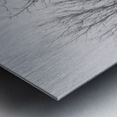 trees in fog Metal print