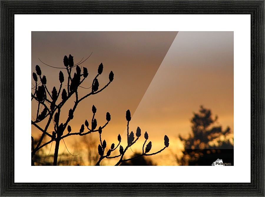 sky tree Picture Frame print