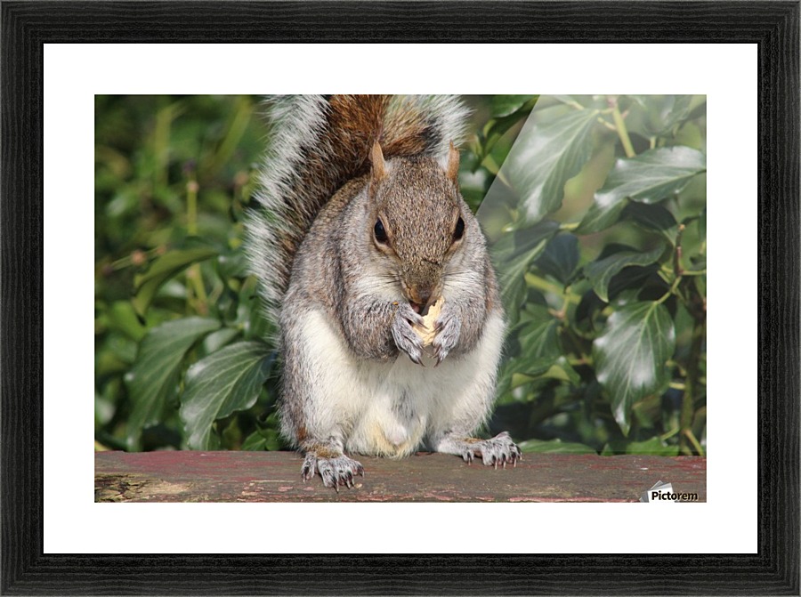 nutty friend Picture Frame print