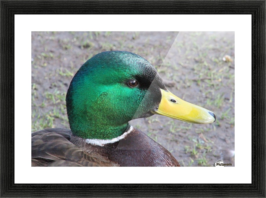 quack quack Picture Frame print