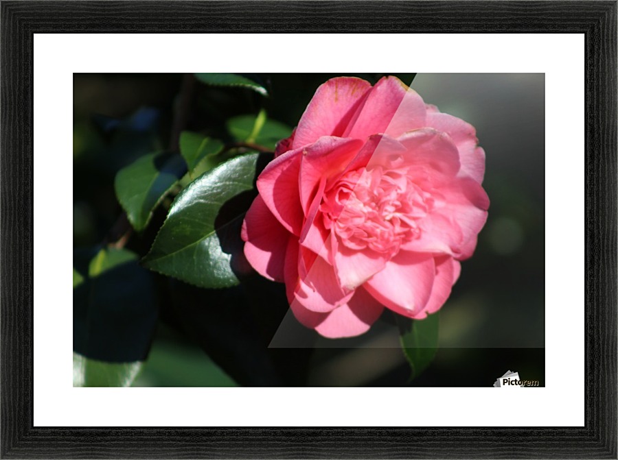 pink flower Picture Frame print