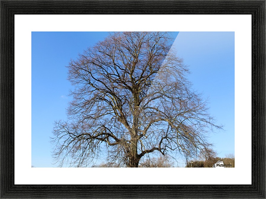 blue sky tree Picture Frame print