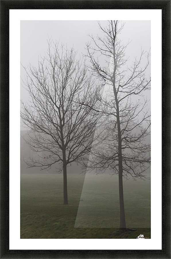 trees in fog Picture Frame print