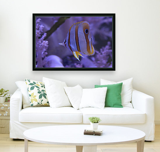 stripes Reproduction