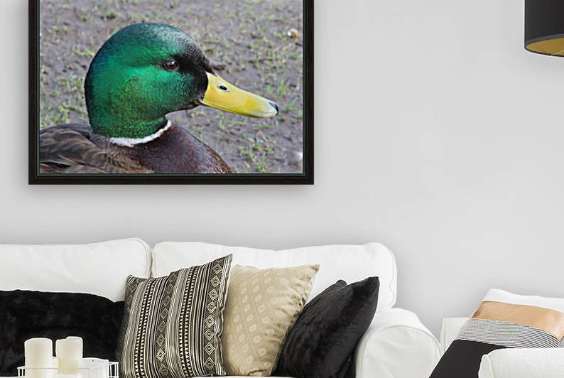 quack quack by sarah fairest