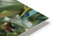 nutty friend HD Metal print