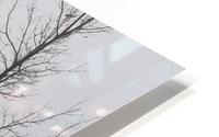 trees in fog HD Metal print