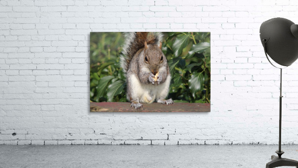 nutty friend Wall Preview