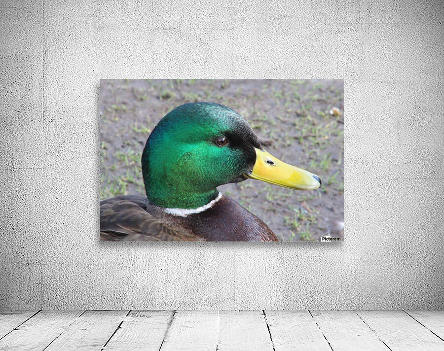 quack quack Wall Preview