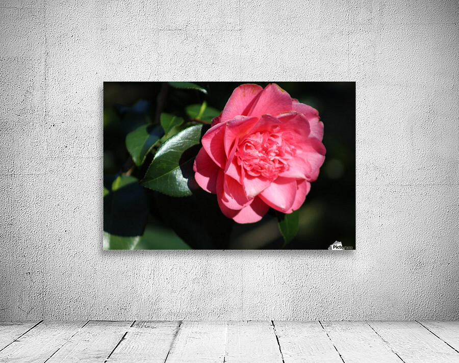 pink flower Wall Preview