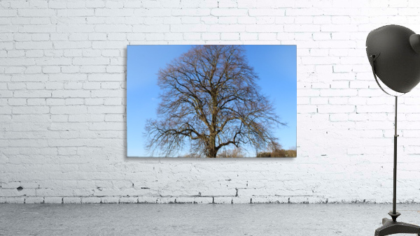 blue sky tree Wall Preview