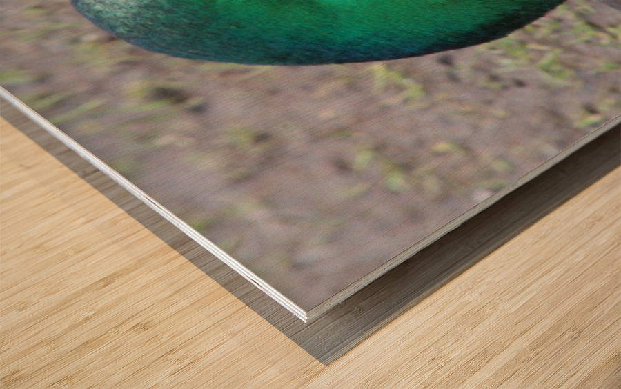 quack quack Wood print