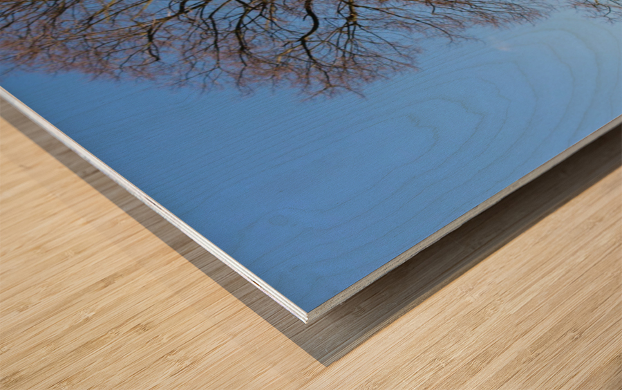 blue sky tree Wood print