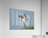 osprey underwing Acrylic Print