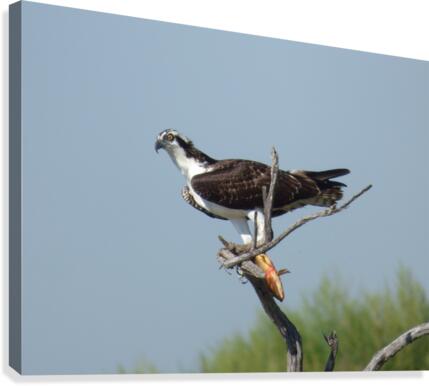 half eyelid osprey Canvas Print