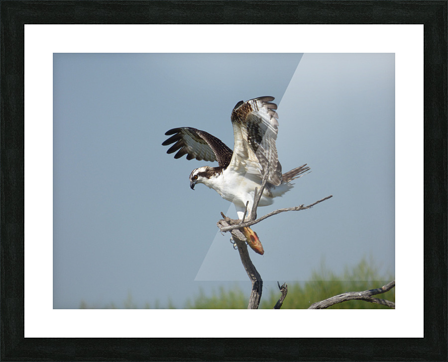 osprey underwing Picture Frame print
