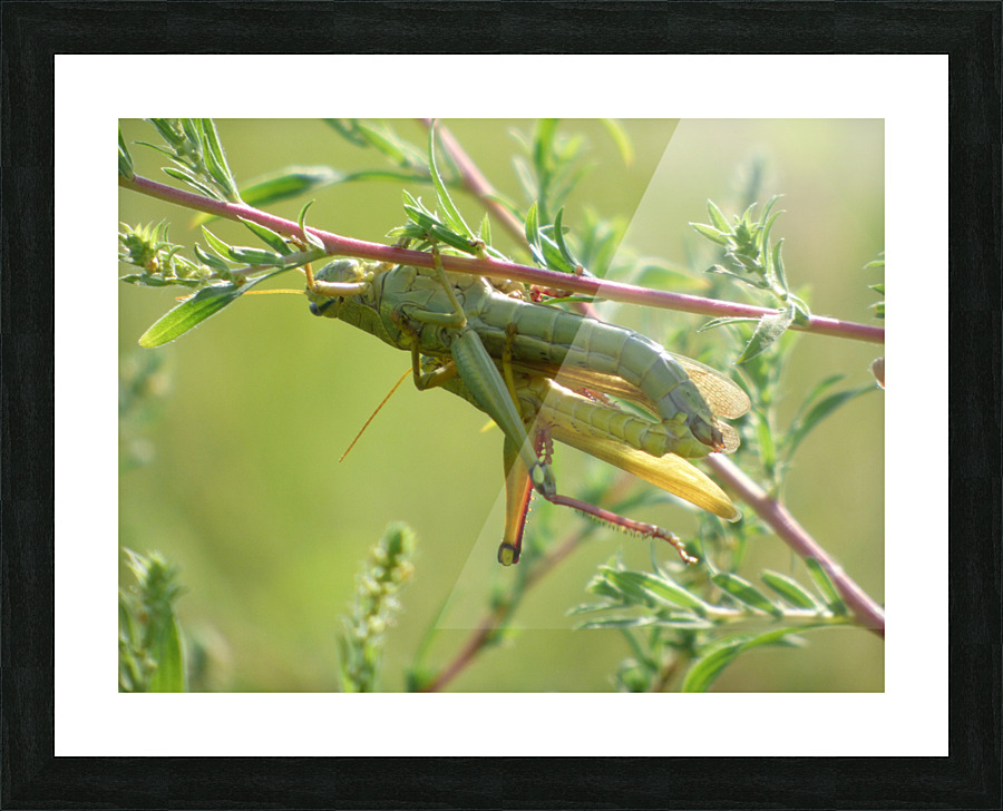 grasshoppers mating Picture Frame print