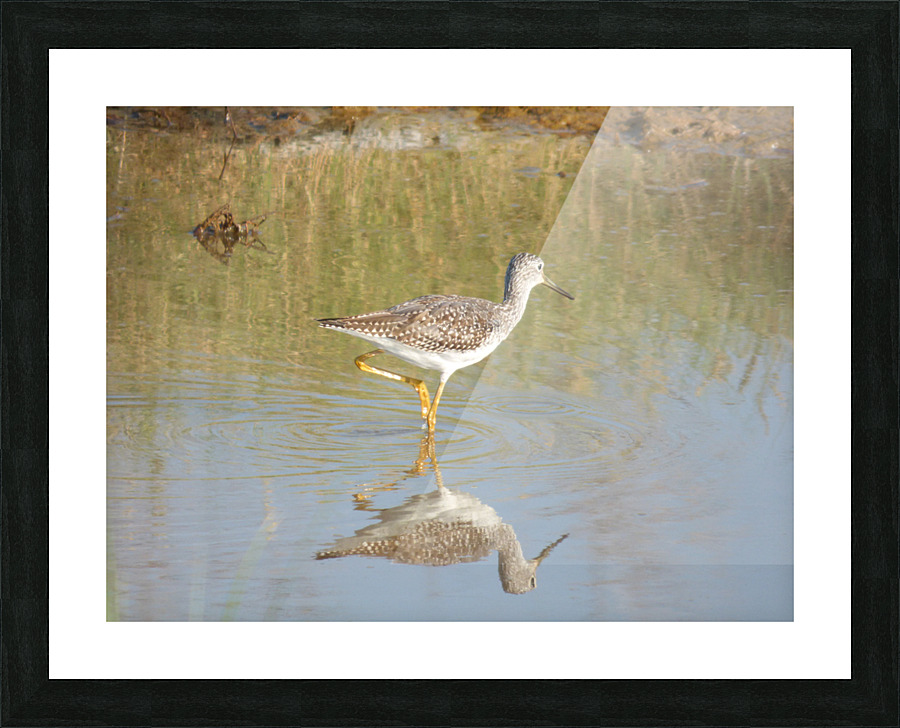 lesser yellowlegs Picture Frame print