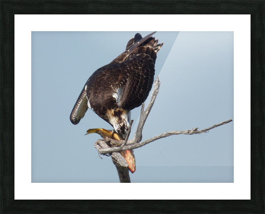 osprey back Picture Frame print