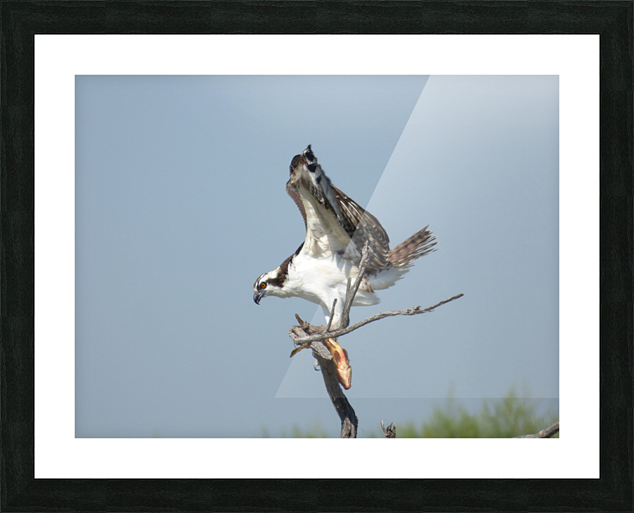 osprey triangled Picture Frame print